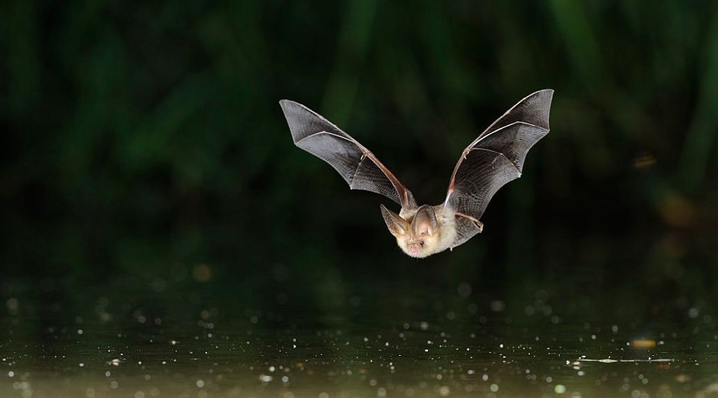 Chauve souris en vol